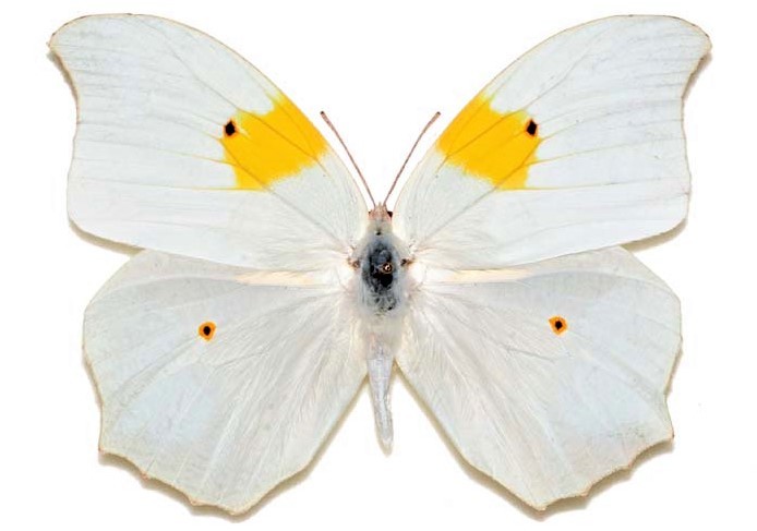 Anteos clorinde