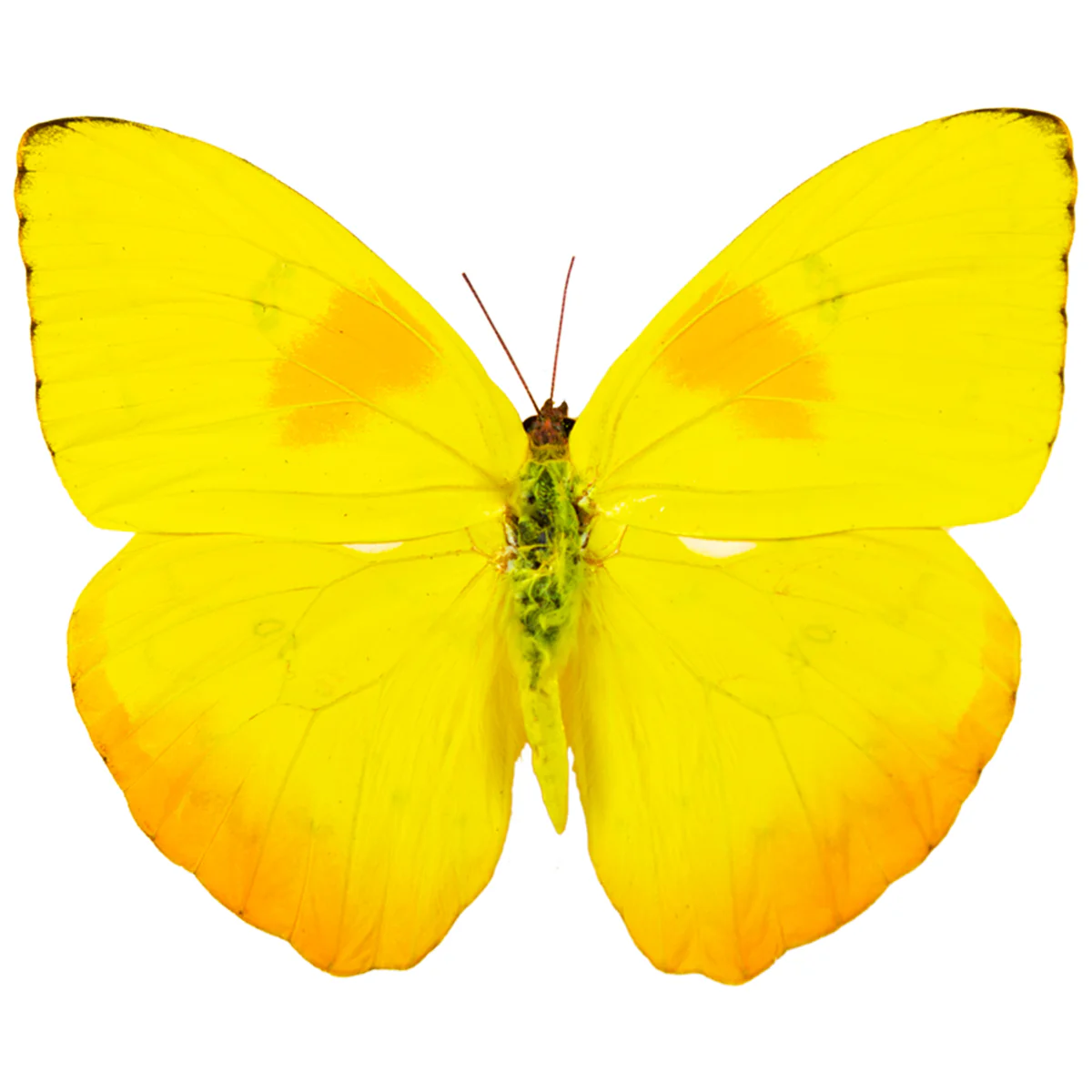 Phoebis philea