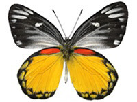Delias descombesi