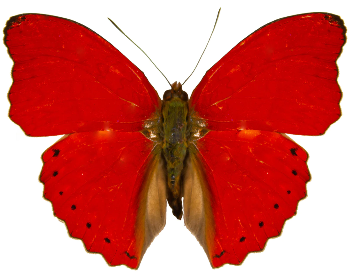 Cymothoe sangaris