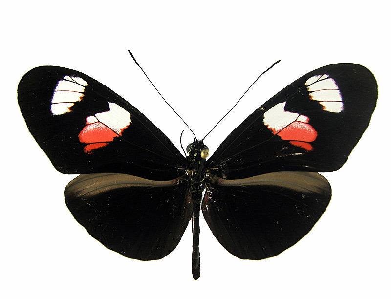 Heliconius erato notabilis