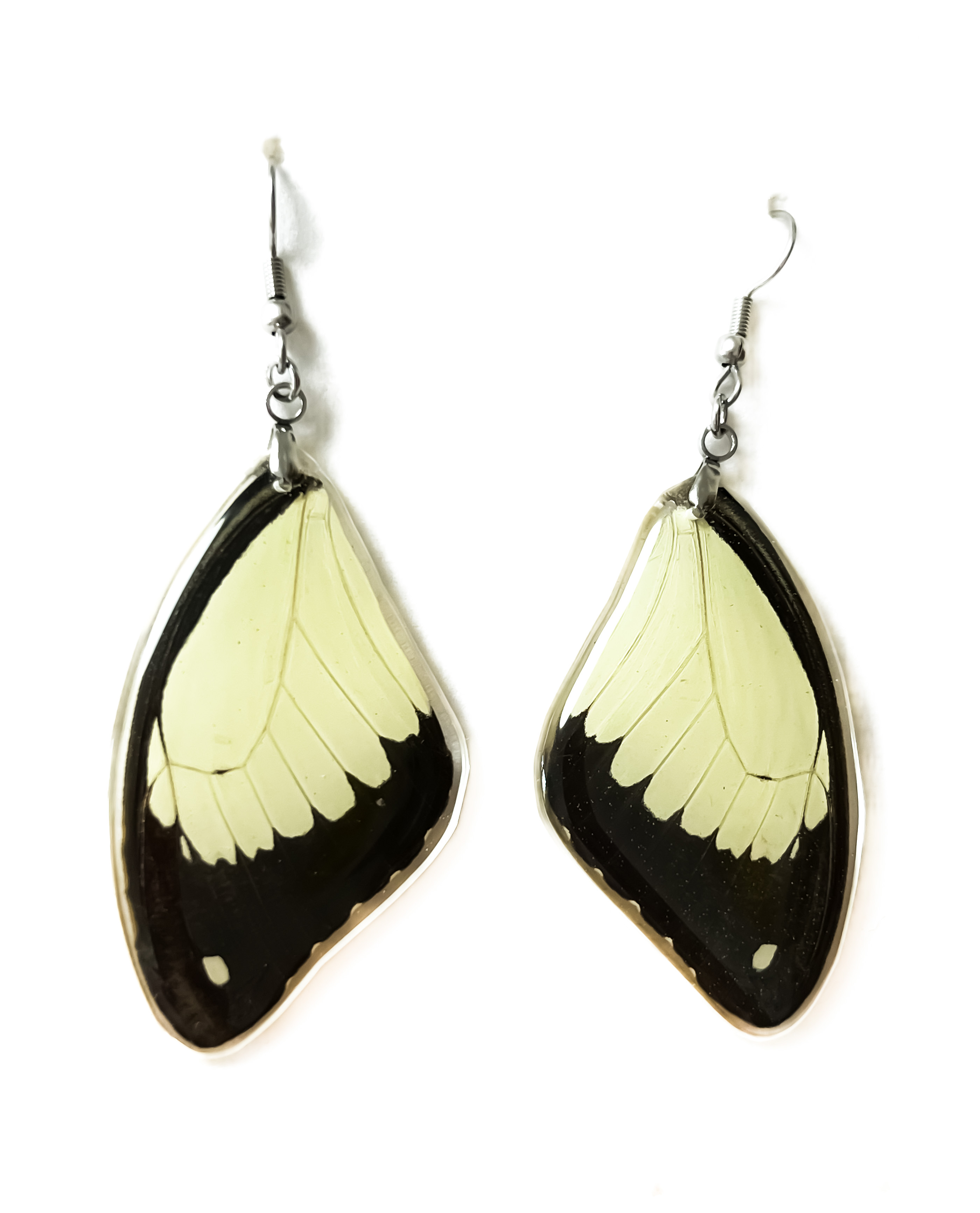 Náušnice z křídla motýla Papilio dardanus No. 1421