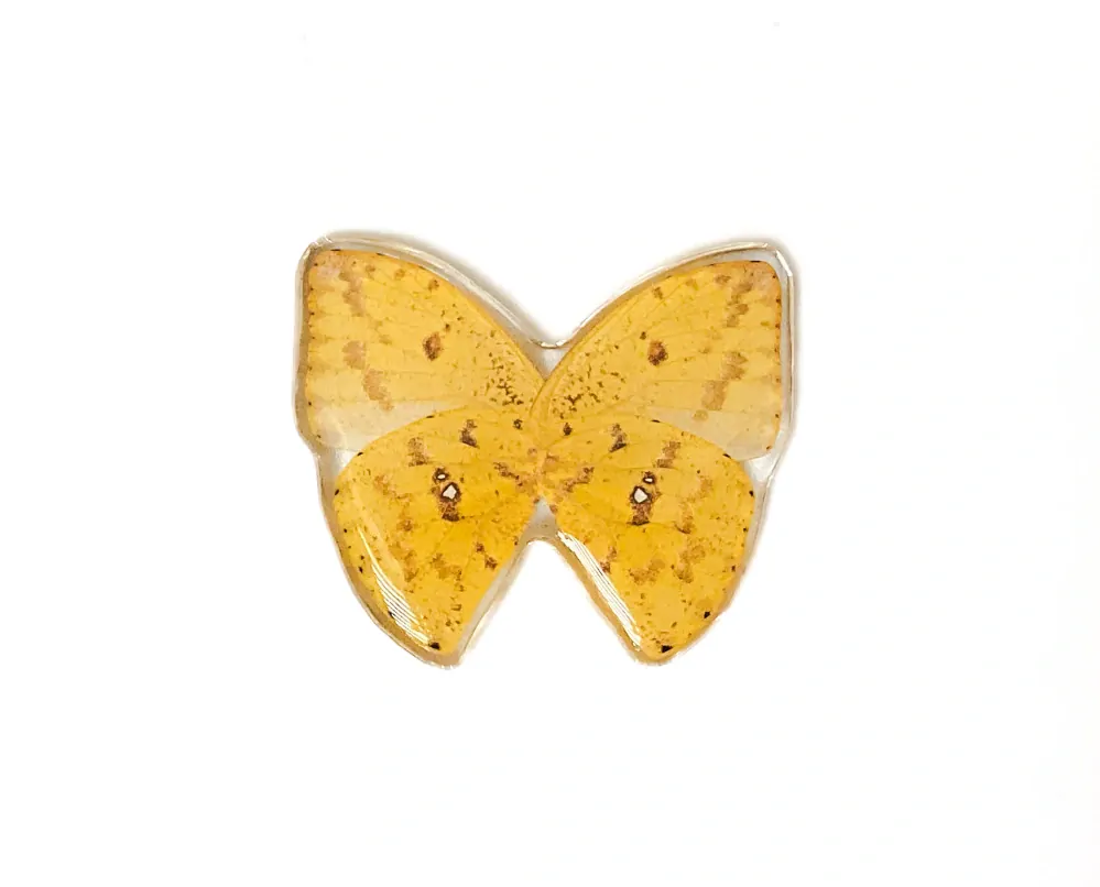 Brož motýl Catopsilia pomona No. 1810