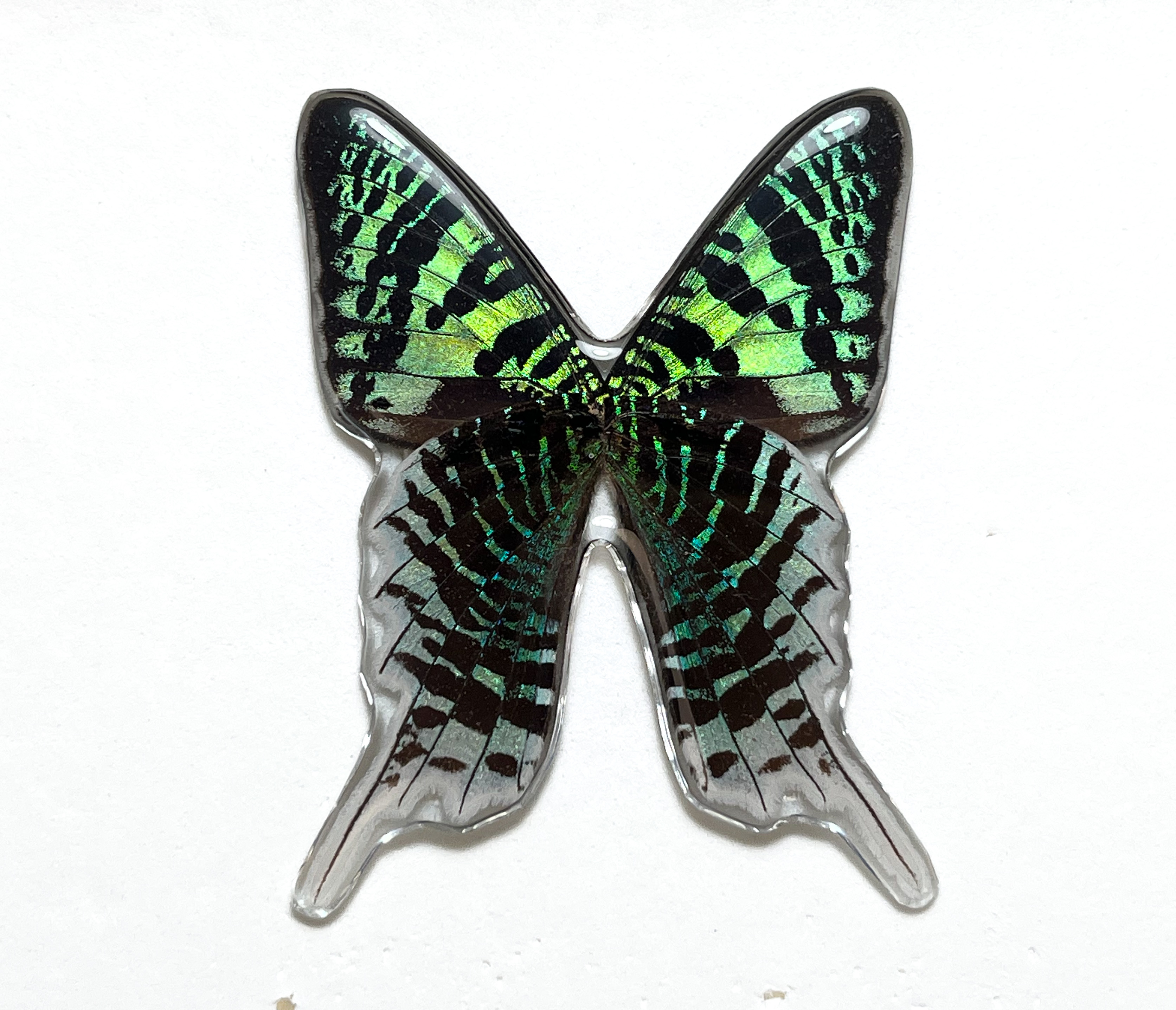 Náhrdelník z motýla Chrysiridia rhipheus No. 1536