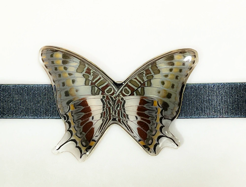 Motýlek na krk Charaxes brutus - pánský No. 1922