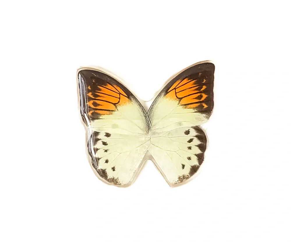 Brož motýl Hebomoia glaucippe No. 1823