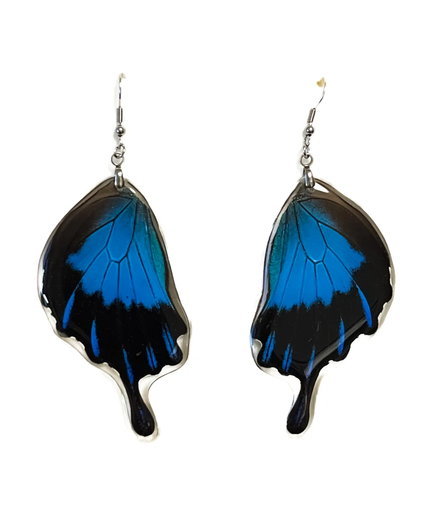 Náušnice z křídla motýla Papilio ulysses No. 2013
