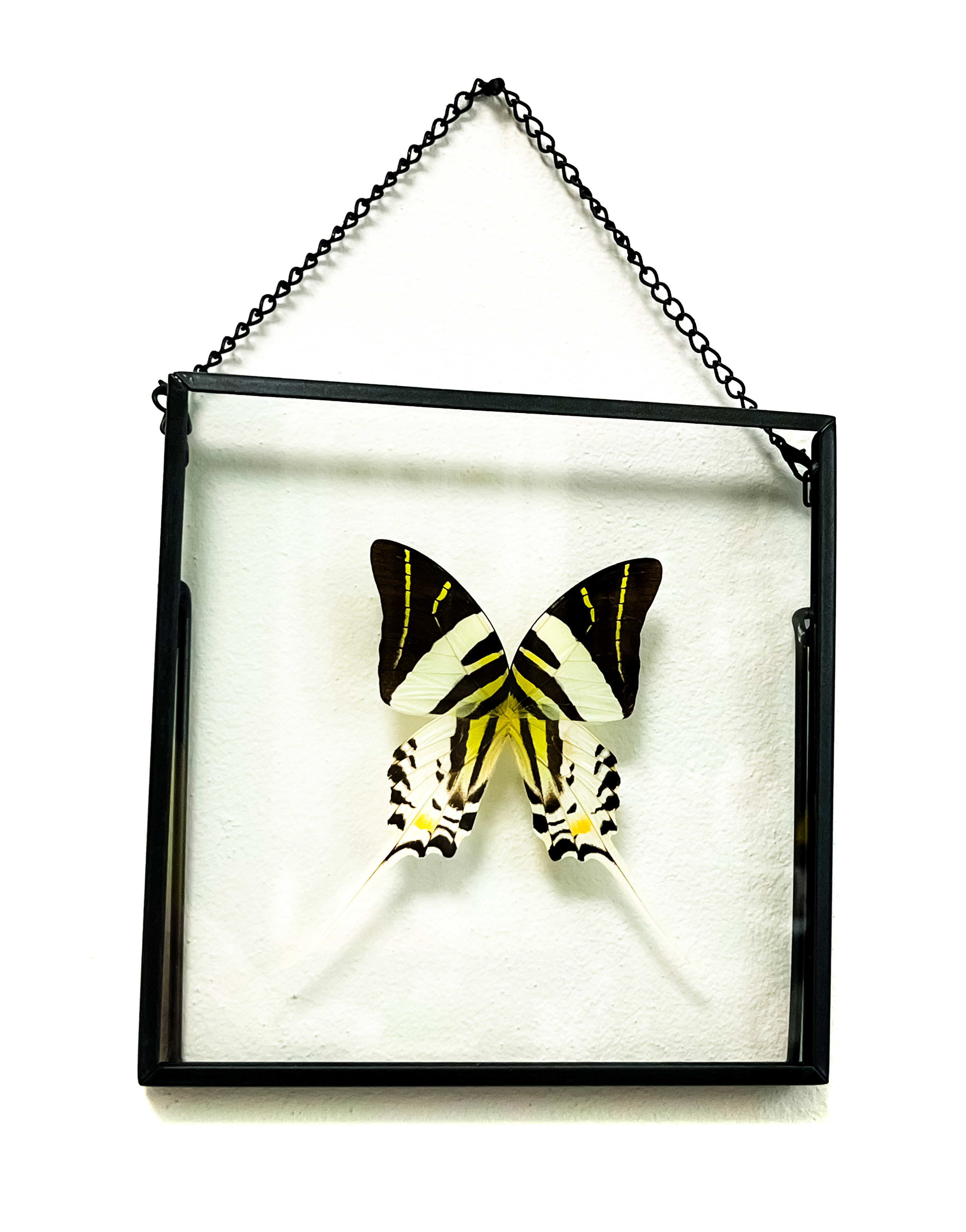 ByButterfly dekorace obraz s motýlem 2342