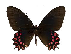 Parides photinus