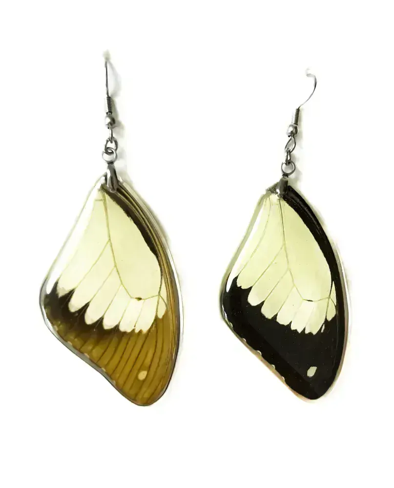 Náušnice z křídla motýla Papilio dardanus No. 1421