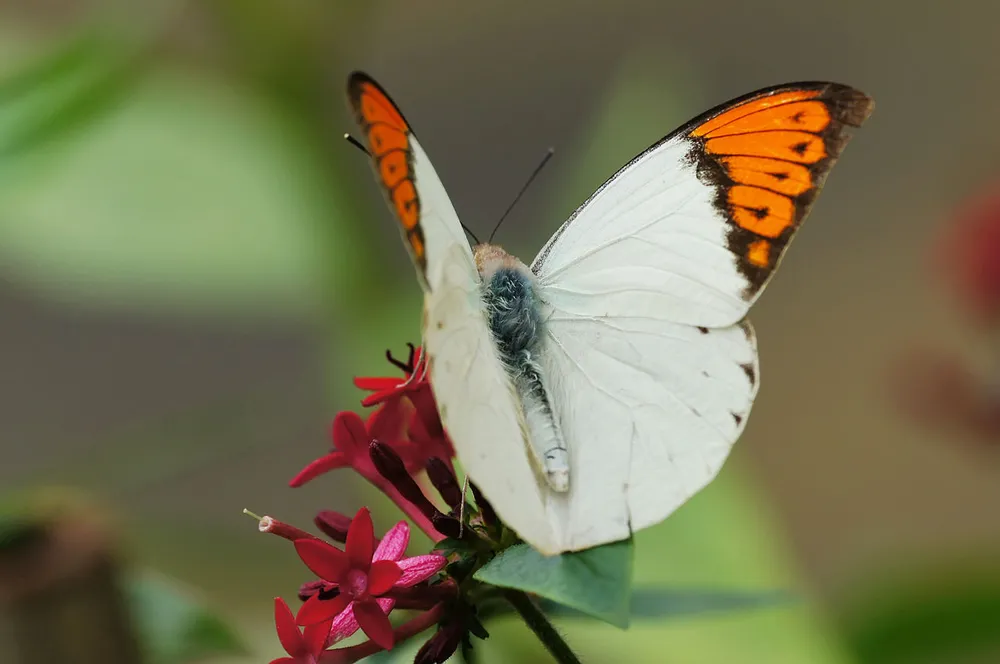 Náramek z křídla motýla Hebomoia glaucippes No. 1304