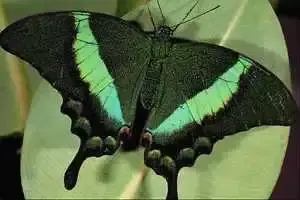 Přívěsek z křídla motýla Papilio palinurus No. 1208