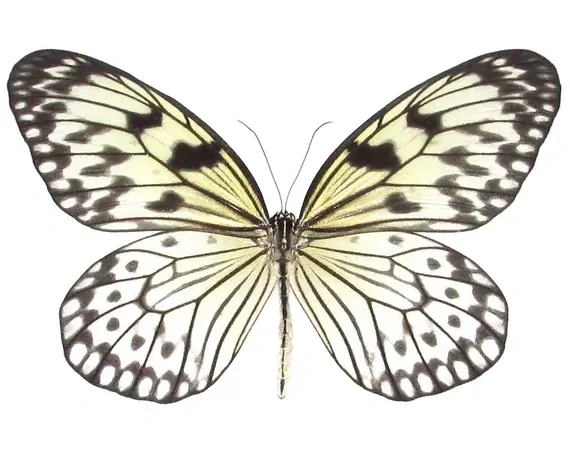 Přívěsek z křídla motýla Idea leuconoe  No. 1277