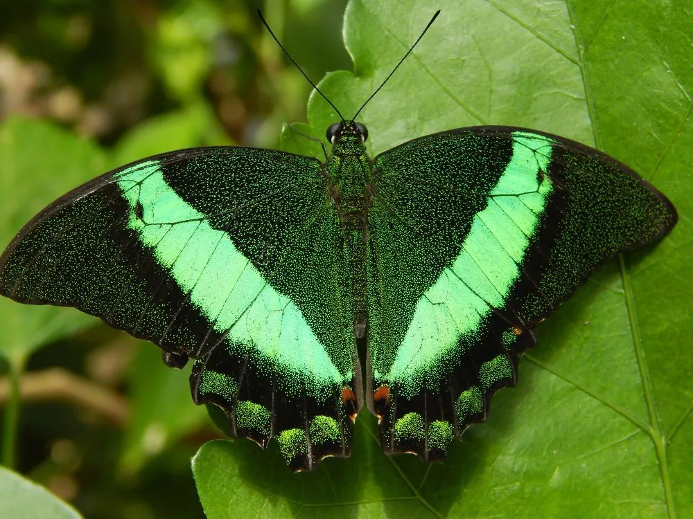 Náramek z křídla motýla Papilio palinurus No. 1319