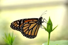 Náramek z křídla motýla Monarcha No. 1316