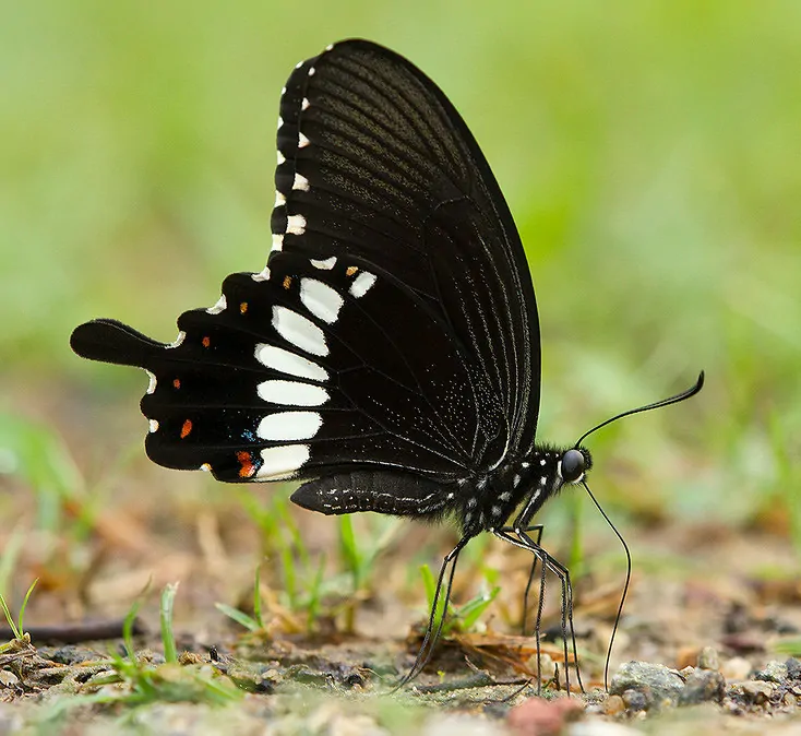 Sada šperků z křídla motýla Papilio polytes No. 1111