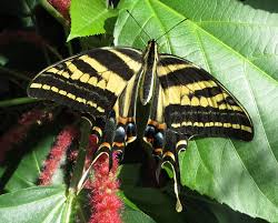 Sada šperků z křídla motýla Papilio pilumnus No. 1122