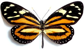 Brož motýl Lycorea halia No. 1815