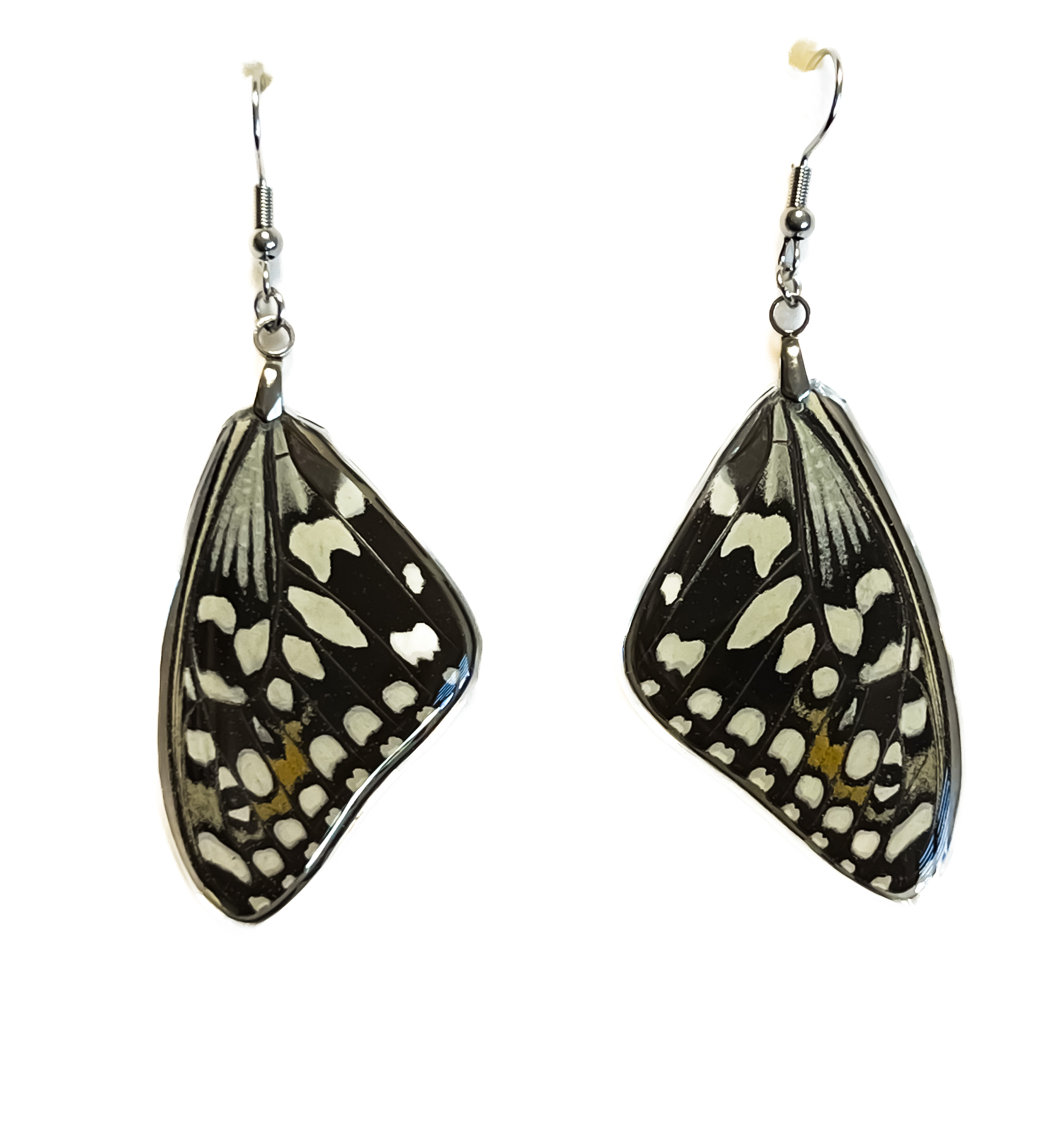 Náušnice z křídla motýla Papilio demoleus  No. 1430