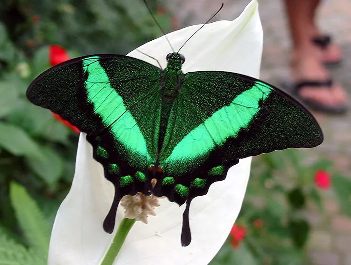  Přívěsek z křídla motýla Papilio palinurus  No. 1236
