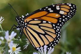 Náušnice z křídla motýla Danaus plexippus No. 1463