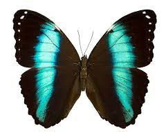 Přívěsek z křídla motýla Morpho helenor  No.1283
