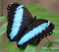 Sada šperků z křídla motýla Morpho helenor    No. 1130