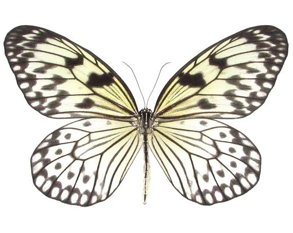 Náušnice z křídla motýla Idea leuconoe No. 1441