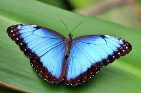 Náhrdelník z křídla motýla Morpho peleides No.1530