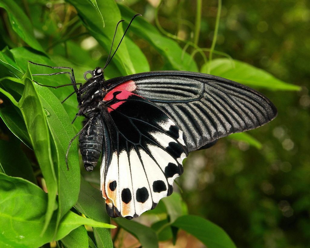 Přívěsek z křídel motýlů Papilio memnon. No. 1262