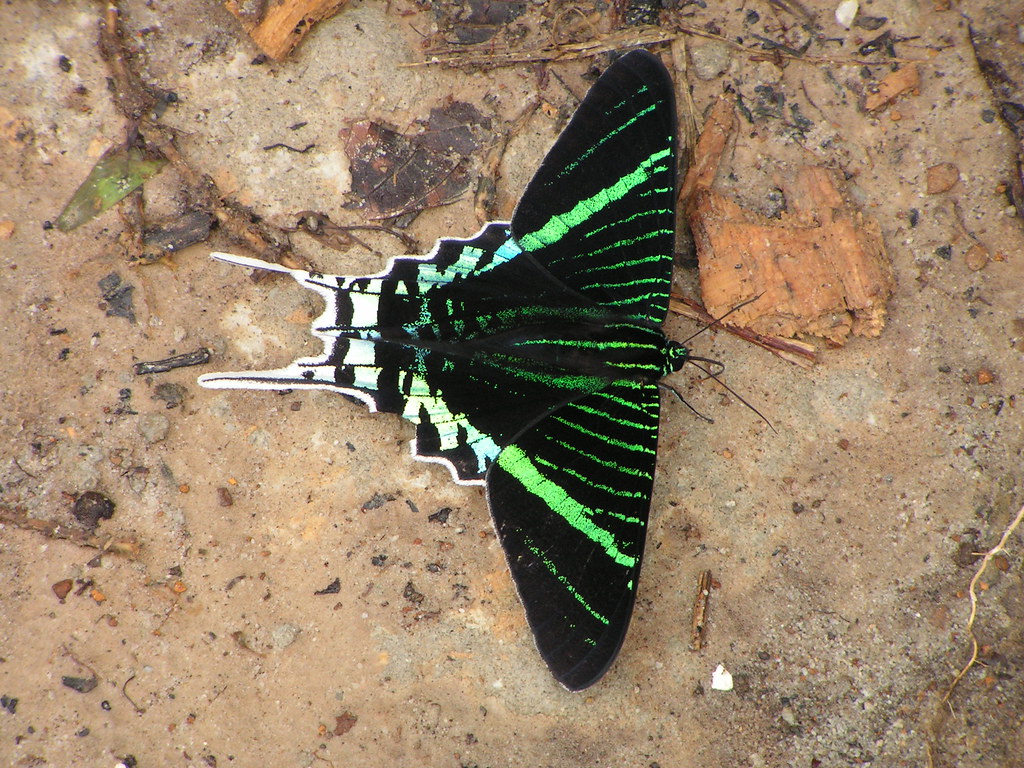 Přívěsek z křídla motýla Urania rhipheus No.1225