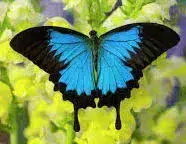 Náramek z křídla motýla Papilio ulysses   No.1321