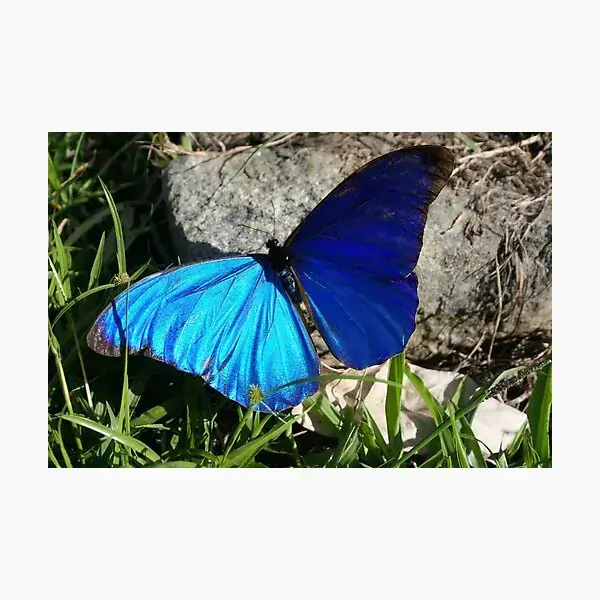 Náušnice z křídla motýla Morpho didius No. 1455