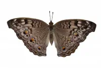 Sada šperků z křídla motýla Junonia atlites dětská No. 1112