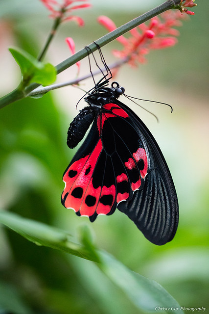 Přívěsek z křídla motýla Papilio rumanzovia   No. 2826 