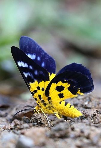 Přívěsek z křídla motýla Dysphania dětský  No. 1258