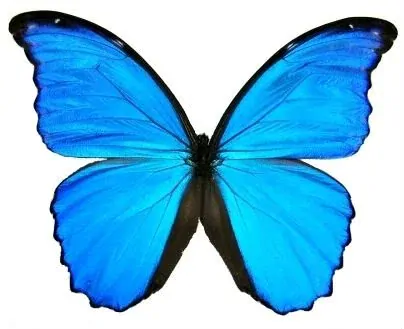 Náušnice z křídla motýla Morpho didius No. 1410