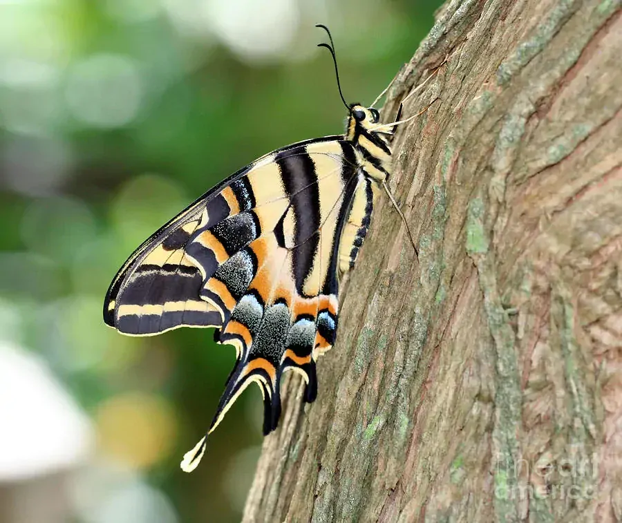Náramek z křídla motýla Papilio pilumnus No. 1350