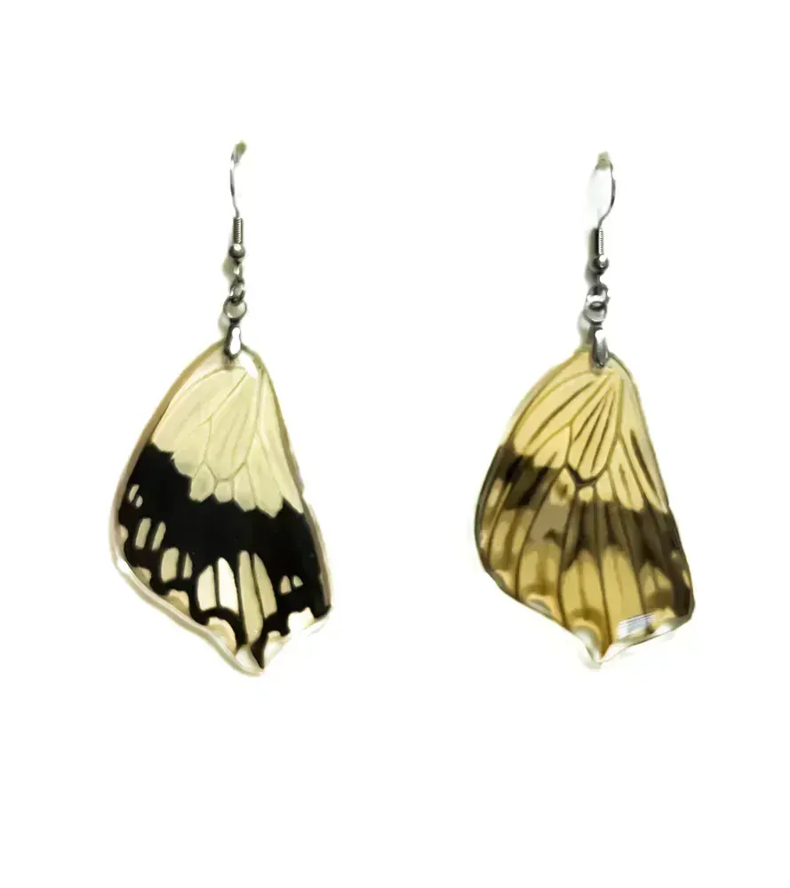 Náušnice z křídla motýla Papilio dardanus No. 2006