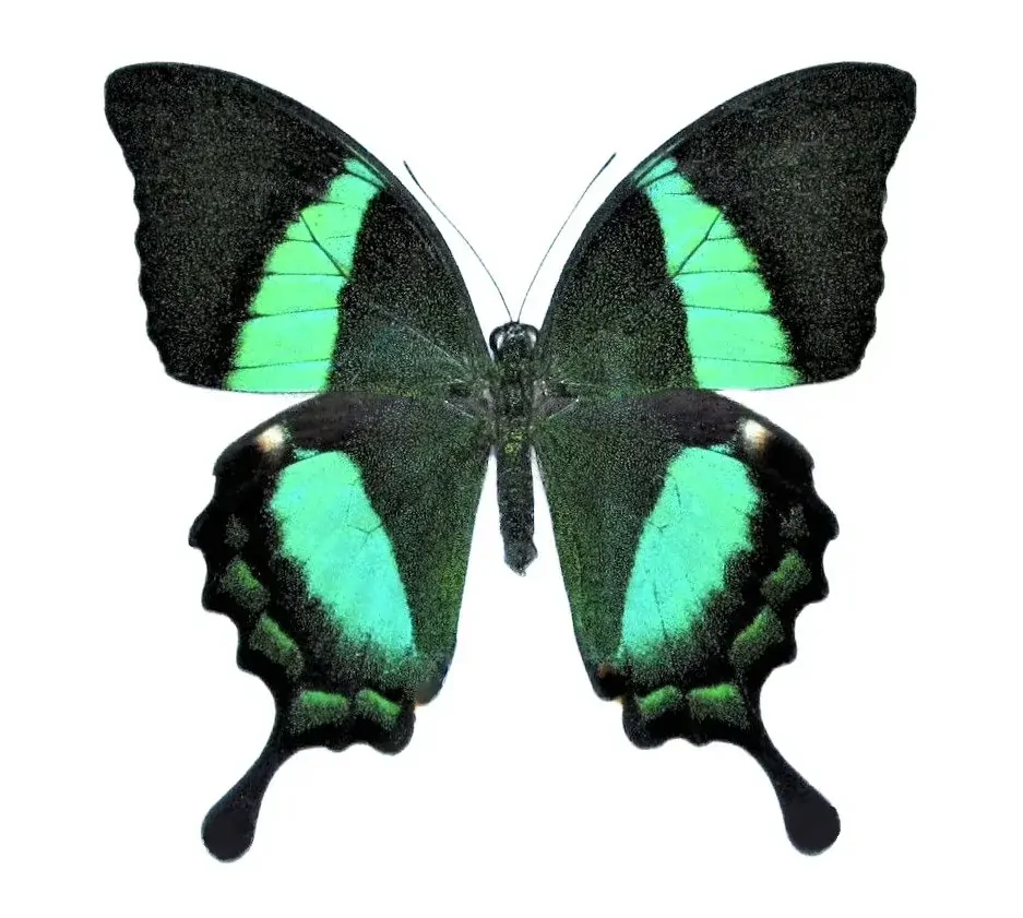 Náušnice z křídla motýla Papilio palinurus No. 2004