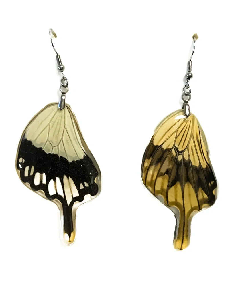Náušnice z křídla motýla Papilio dardanus No. 2017