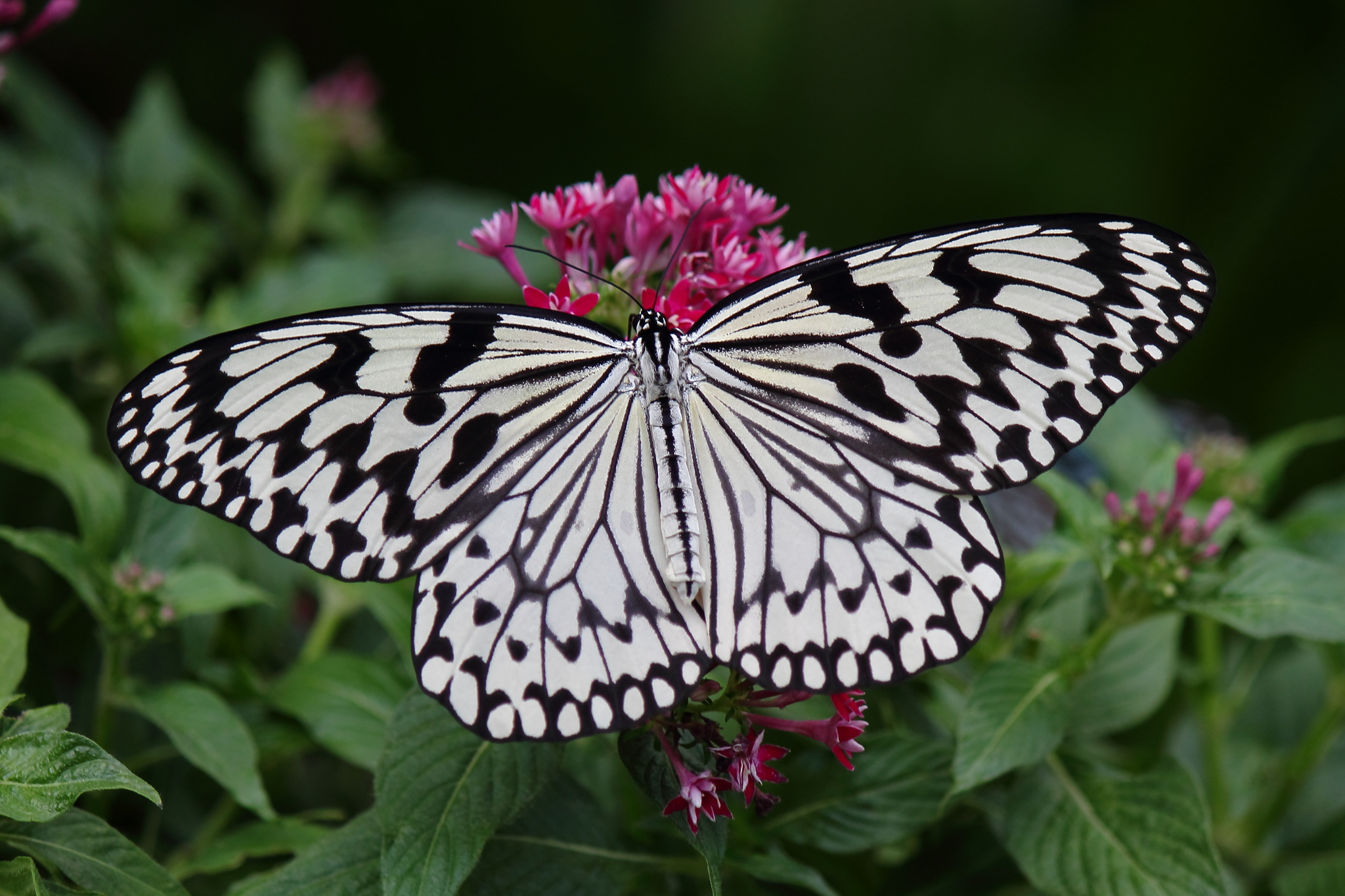 Přívěsek z křídla motýla Idea leuconoe  No. 2803