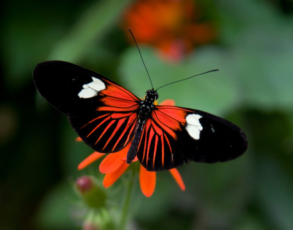 Náušnice z křídla motýla Heliconius doris No. 2032