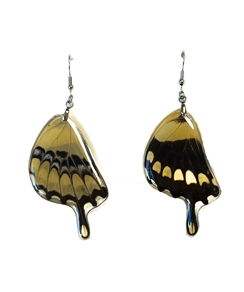 Náušnice z křídla motýla Papilio thoas No. 2038