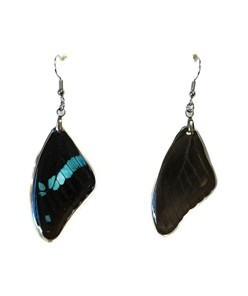 Náušnice z křídla motýla Papilio nireus  No. 2040