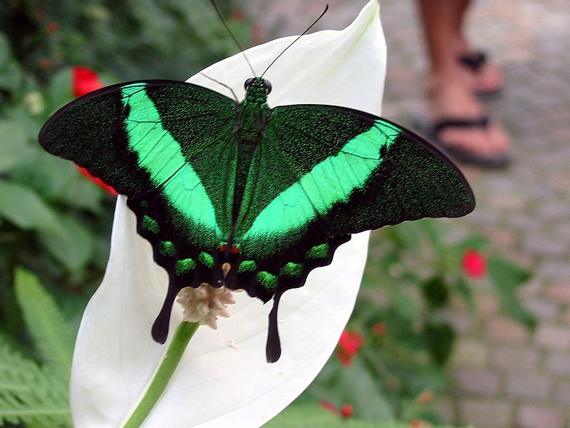 Náušnice z křídla motýla Papilio palinurus No. 2054