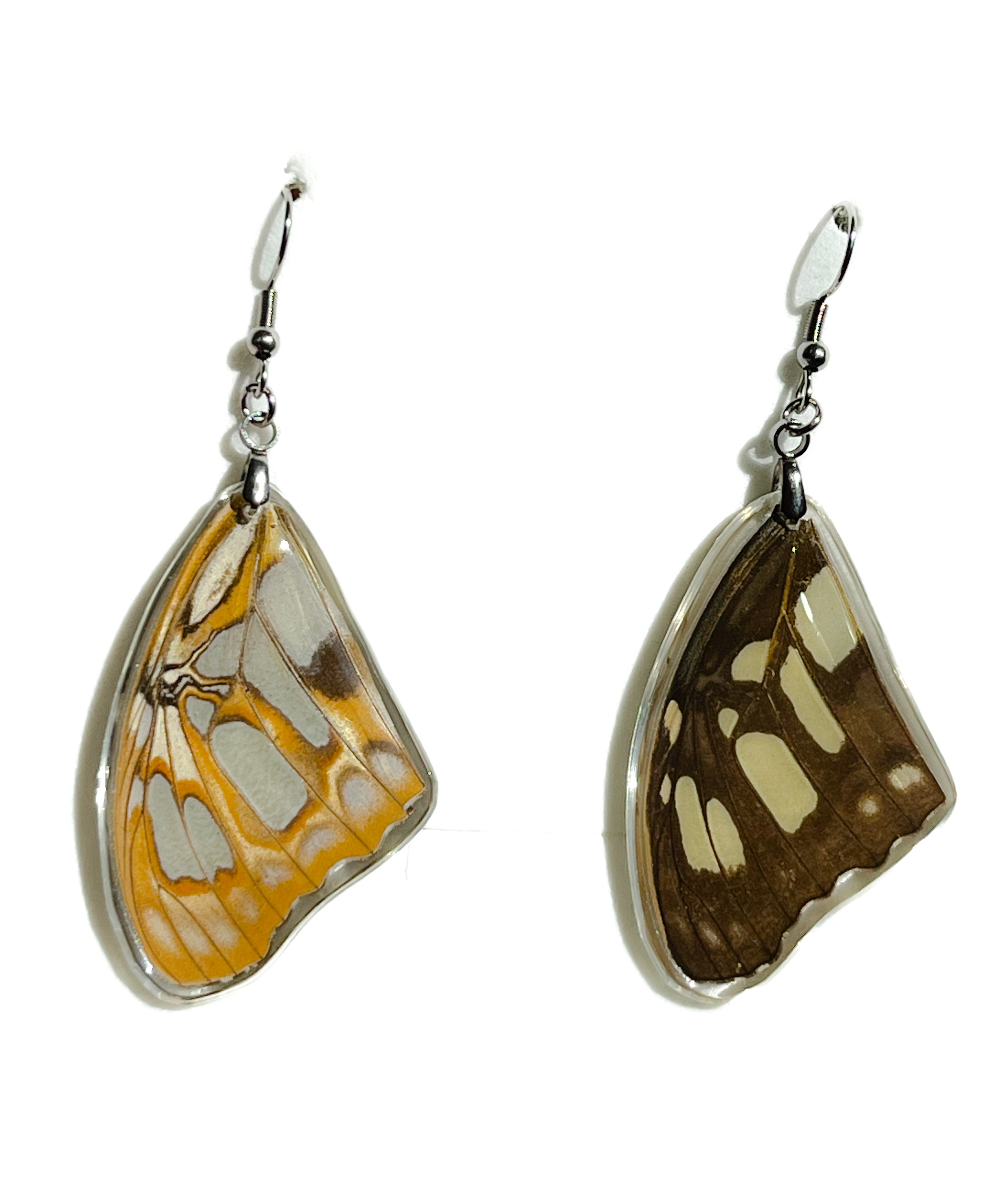 Náušnice z křídla motýla Siproeta stelenes  No.  1442