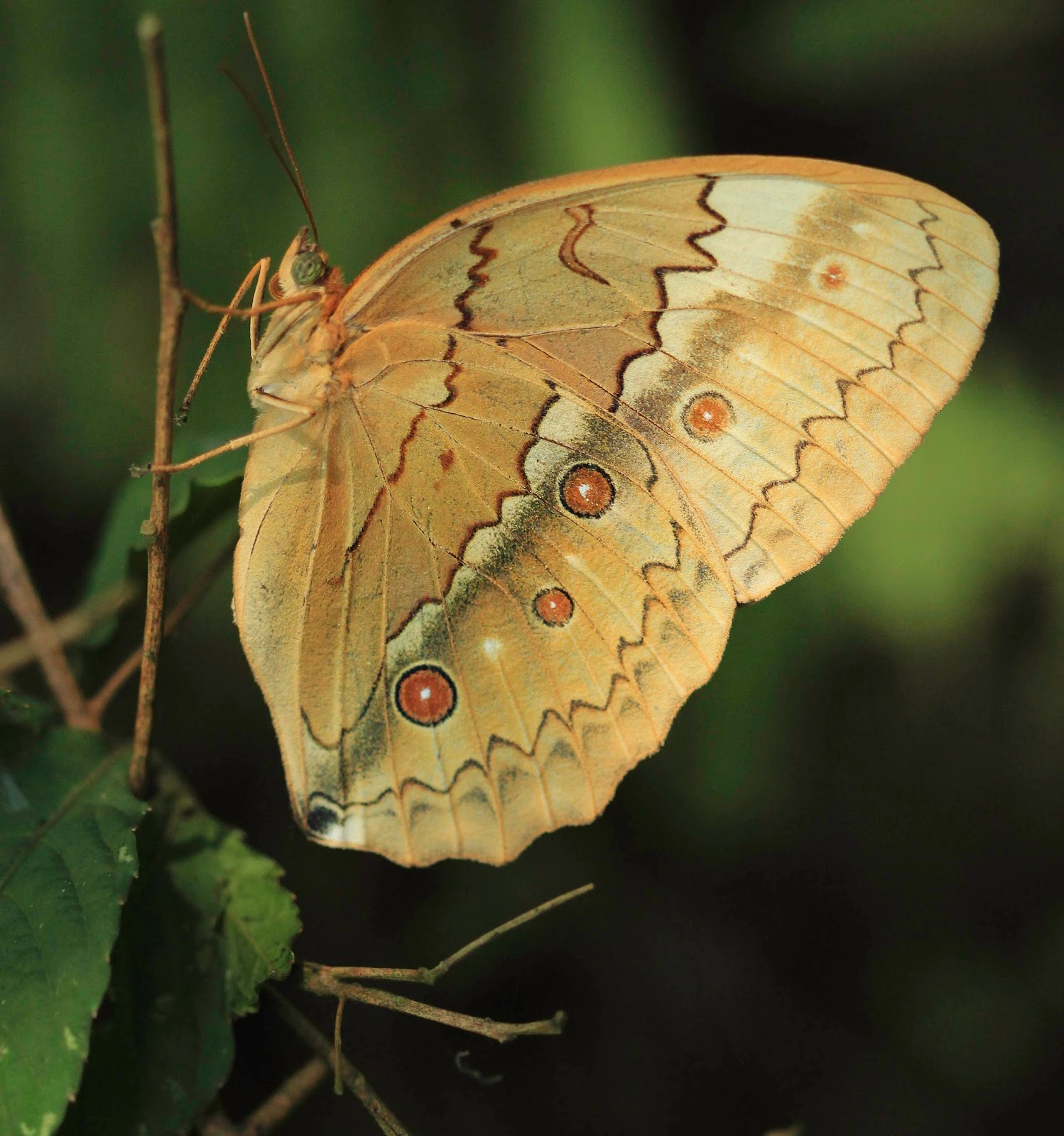 Přívěsek z křídla motýla Stichophthalma neumogeni No. 1210