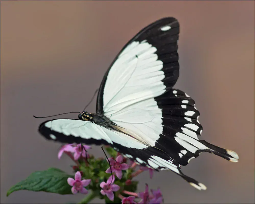 Náušnice z křídla motýla Papilio dardanus No. 1421