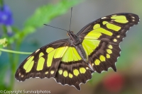 Sada šperků z křídla  motýla Siproeta stelenes   No. 1120